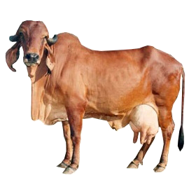 Cow